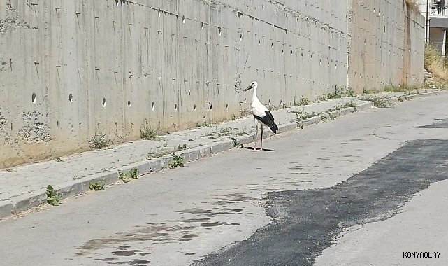 Yaralı leylek Konya'da koruma altına alındı